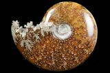 Polished, Agatized Ammonite (Cleoniceras) - Madagascar #97291-1